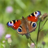 Дневная бабочка Павлиний глаз :: Анастасия Северюхина
