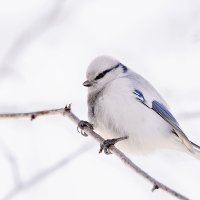 Белая лазоревка. :: Марина Мерц