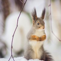 Ну,что, орехи принесли? :: Оксана Галлямова