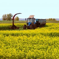 На цветущие поля выезжают трактора. :: nadyasilyuk Вознюк