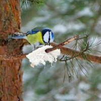 Многие птицы любят сало (синицы особенно). :: Милешкин Владимир Алексеевич 