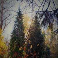 Осенний лес :: Ольга (crim41evp)