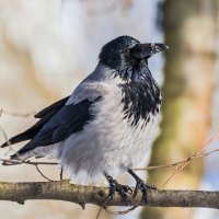 Зимняя ворона. :: Владимир Савельев