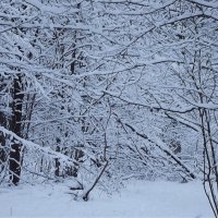 Бросая к небу колкий иней и стряхивая белый хмель, шатаясь, в сумрак мутно-синий брела усталая метел :: Freddy 97