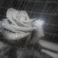 Дождь для Розы... :: Ирина 
