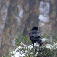 Живность :: Роман Савоцкий