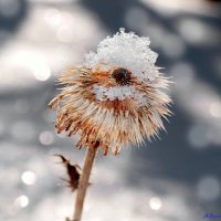 Пока всё в зимнем сне.. :: Андрей Заломленков (настоящий) 