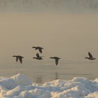 Улетаем...Улетаем :: Владилен Панченко