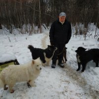 Большая семья очень  мирных собак :: Андрей Лукьянов