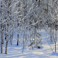Молодой лес в феврале :: Татьяна Лютаева
