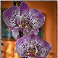Утренняя орхидея :: Александр Беляев