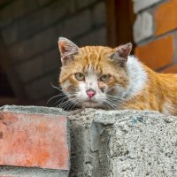 Нелёгкая судьба :: Валерий Иванович