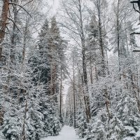 Зимний лес :: Юля Жуковская