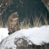 Зима в деталях. :: Татьяна Глинская