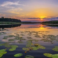 Закат с кувшинками :: Сергей 