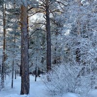 Зимний лес :: Нина Колгатина 