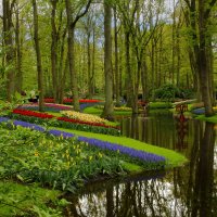 Койкенхоф, парк весенних цветов. :: Lucy Schneider 
