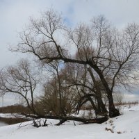 Дерево у реки :: Андрей Снегерёв