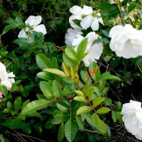 Белые розы - куст. :: Валерьян Запорожченко