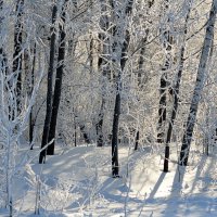 Сказочный зимний денёк в лесу :: Татьяна Лютаева