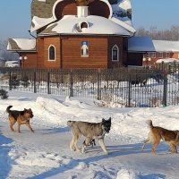 Предвесенний гон. :: Мила Бовкун