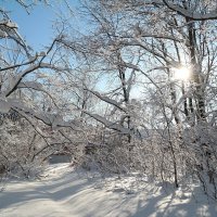 По февралю шагая к марту.. :: Андрей Заломленков (настоящий) 