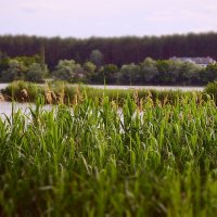 р. Разумная :: Сеня Белгородский