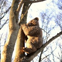 Медвежонок :: Сеня Белгородский