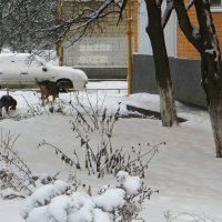 За две недели до весны :: Татьяна Смоляниченко