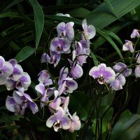 Орхидеи в оранжереи. :: Татьяна Помогалова