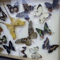 Выставка бабочек. :: Alex 711402