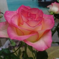 Красивая роза :: Татьяна Р 