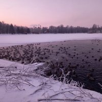 Рассвет и утки :: Сапсан 