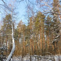 Зимний лес :: Андрей Снегерёв