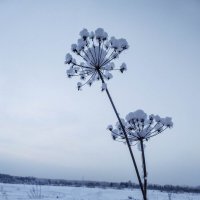 Зимние зарисовки :: Любовь Сахарова