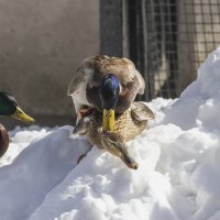 московский зоопарк. :: юрий макаров