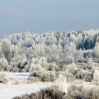 Зимний лес. :: ast62 
