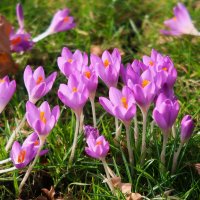 Пусть эта весна принесёт мир нашей Планете! :: Nina Yudicheva