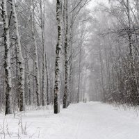 Замело, завьюжило воскресным утром :: Николай Белавин