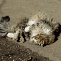 И кошки рады марту :: Татьяна Смоляниченко