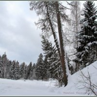 Зима. :: Николай Николаевич 