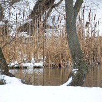 "Вдоль по речке-речке утки плавают..." :: Oleg4618 Шутченко