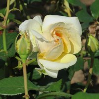 Прекрасная роза! :: Вера Щукина