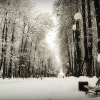 В зимнем парке... :: Владимир Шошин
