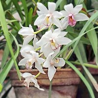 Орхидея, весна :: ZNatasha -