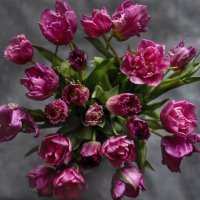 Тюльпаны :: Elena Basova