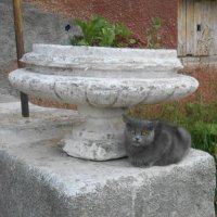 Кот у каменной вазы. :: Иван Обожин