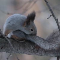 Утренний туалет :: Любовь Сахарова