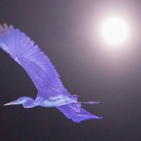 Ночной полёт при луне :: Адик Гольдфарб