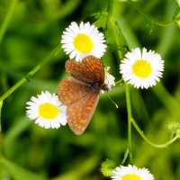 бабочки и цветы 3 :: Александр Прокудин